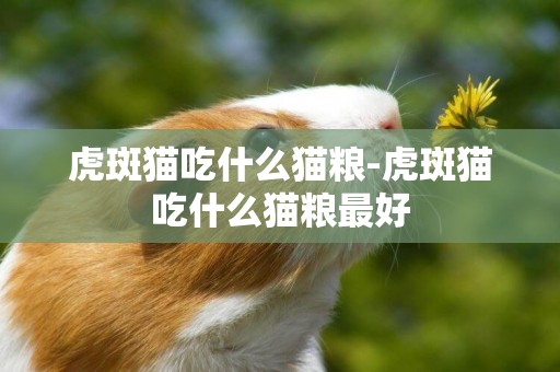 虎斑貓吃什么貓糧-虎斑貓吃什么貓糧最好