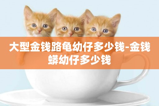 大型金錢路龜幼仔多少錢-金錢蟒幼仔多少錢