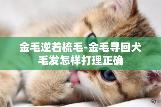金毛逆著梳毛-金毛尋回犬毛發怎樣打理正確