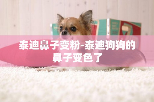 泰迪鼻子變粉-泰迪狗狗的鼻子變色了