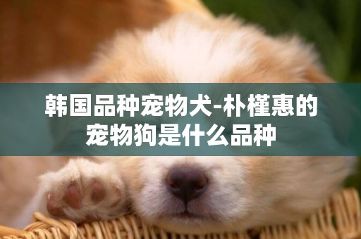 韓國品種寵物犬-樸槿惠的寵物狗是什么品種