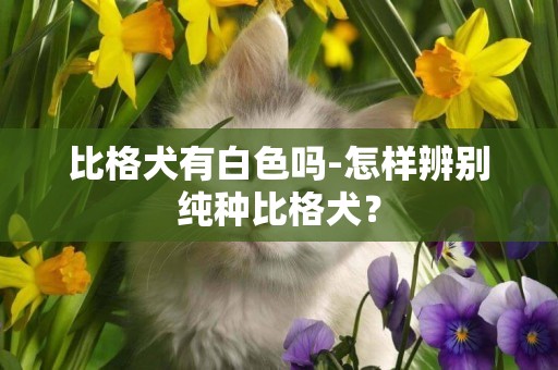比格犬有白色嗎-怎樣辨別純種比格犬？