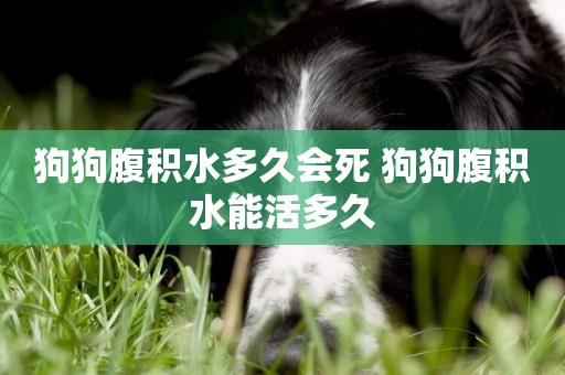 狗狗腹積水多久會死 狗狗腹積水能活多久