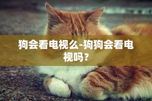 狗會看電視么-狗狗會看電視嗎？