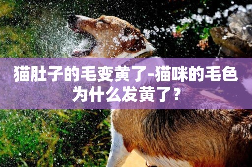 貓肚子的毛變黃了-貓咪的毛色為什么發黃了？