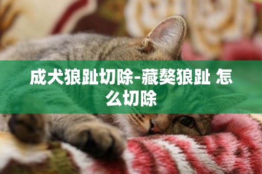 成犬狼趾切除-藏獒狼趾 怎么切除