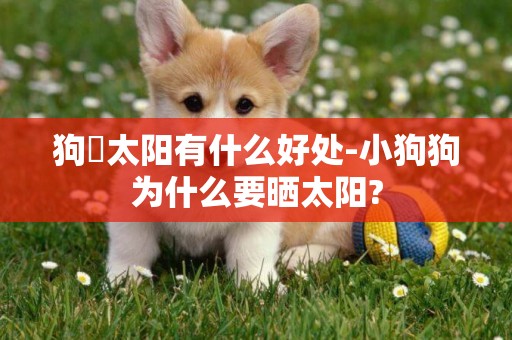 狗嗮太陽有什么好處-小狗狗為什么要曬太陽?