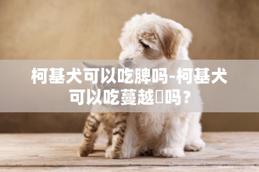 柯基犬可以吃脾嗎-柯基犬可以吃蔓越苺嗎？