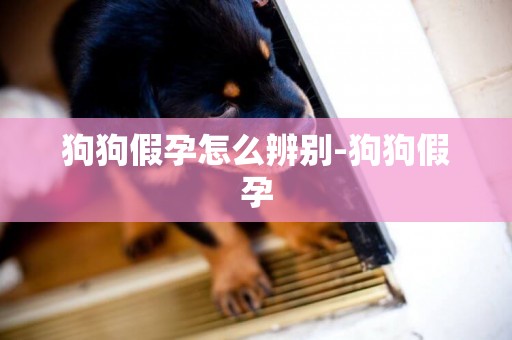 狗狗假孕怎么辨別-狗狗假孕