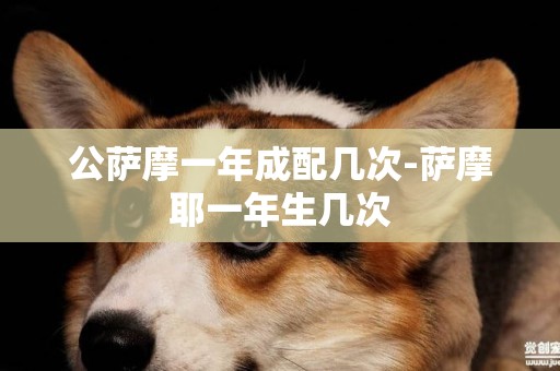 公薩摩一年成配幾次-薩摩耶一年生幾次