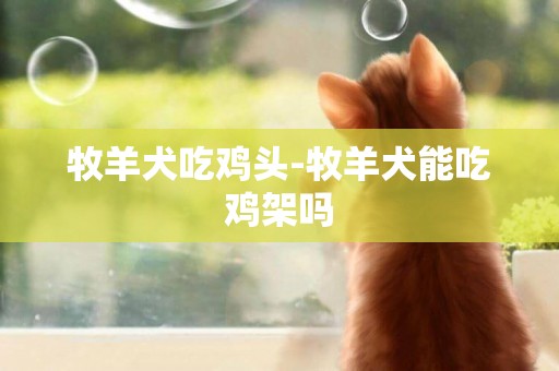 牧羊犬吃雞頭-牧羊犬能吃雞架嗎