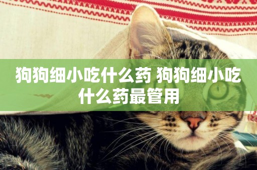 狗狗細小吃什么藥 狗狗細小吃什么藥最管用