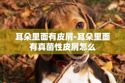 耳朵里面有皮屑-耳朵里面有真菌性皮屑怎么