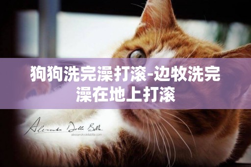 狗狗洗完澡打滾-邊牧洗完澡在地上打滾