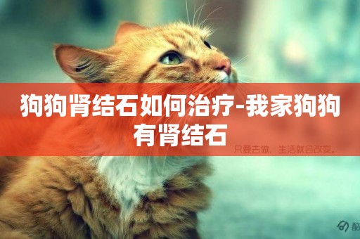 狗狗腎結石如何治療-我家狗狗有腎結石
