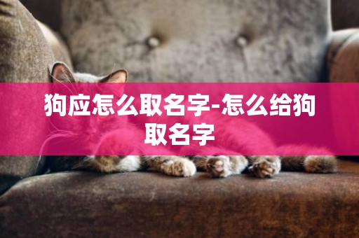 狗應怎么取名字-怎么給狗取名字