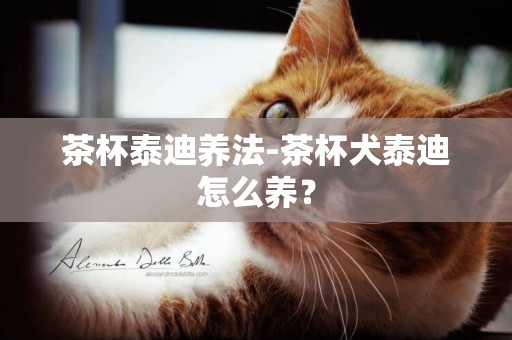 茶杯泰迪養法-茶杯犬泰迪怎么養？