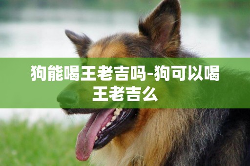 狗能喝王老吉嗎-狗可以喝王老吉么