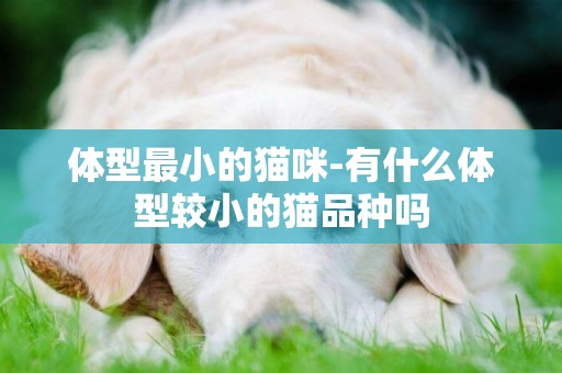 體型最小的貓咪-有什么體型較小的貓品種嗎