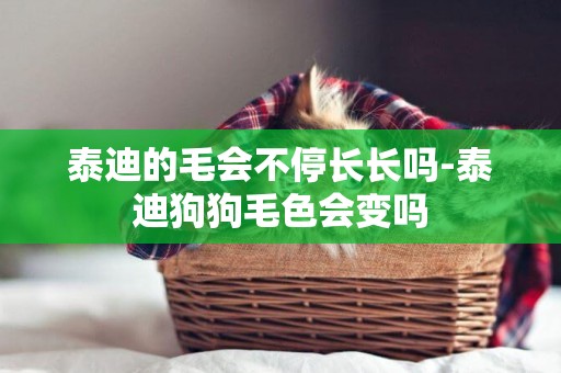 泰迪的毛會不停長長嗎-泰迪狗狗毛色會變嗎