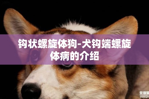 鉤狀螺旋體狗-犬鉤端螺旋體病的介紹