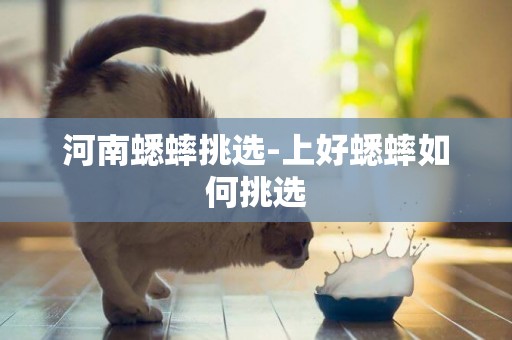 河南蟋蟀挑選-上好蟋蟀如何挑選
