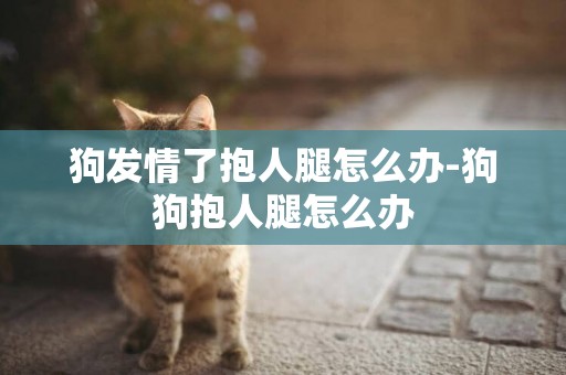 狗發情了抱人腿怎么辦-狗狗抱人腿怎么辦