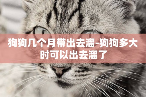狗狗幾個月帶出去溜-狗狗多大時可以出去溜了