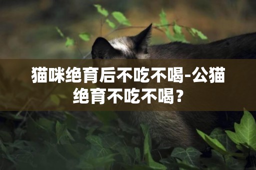 貓咪絕育后不吃不喝-公貓絕育不吃不喝？