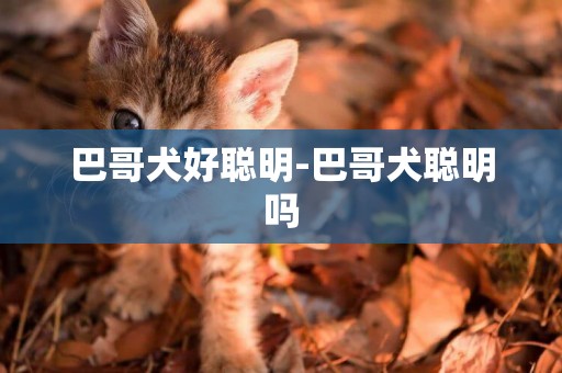巴哥犬好聰明-巴哥犬聰明嗎