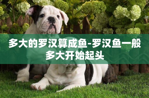 多大的羅漢算成魚-羅漢魚一般多大開始起頭