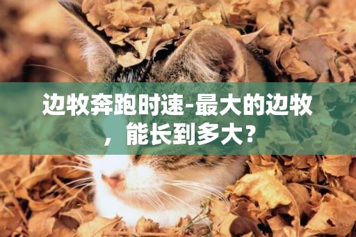 邊牧奔跑時速-最大的邊牧，能長到多大？