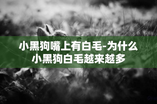 小黑狗嘴上有白毛-為什么小黑狗白毛越來越多