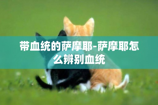 帶血統的薩摩耶-薩摩耶怎么辨別血統