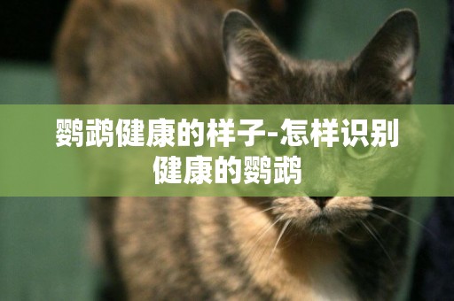 鸚鵡健康的樣子-怎樣識別健康的鸚鵡