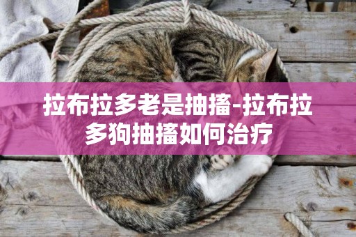 拉布拉多老是抽搐-拉布拉多狗抽搐如何治療