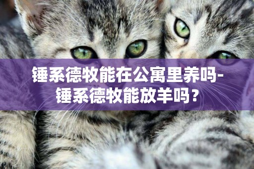 錘系德牧能在公寓里養嗎-錘系德牧能放羊嗎？