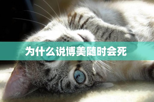 為什么說博美隨時會死 