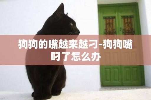 狗狗的嘴越來越刁-狗狗嘴叼了怎么辦