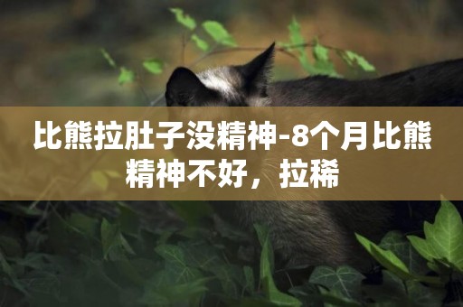 比熊拉肚子沒精神-8個月比熊精神不好，拉稀