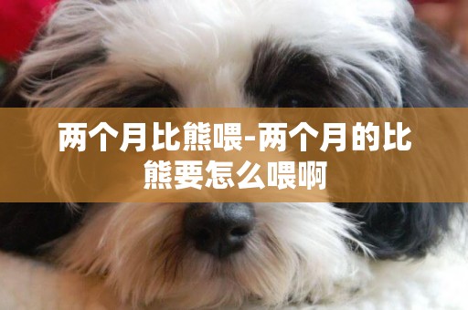 兩個月比熊喂-兩個月的比熊要怎么喂啊
