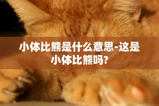 小體比熊是什么意思-這是小體比熊嗎?