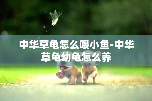 中華草龜怎么喂小魚-中華草龜幼龜怎么養