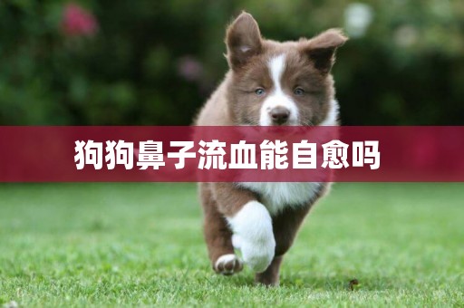 狗狗鼻子流血能自愈嗎 