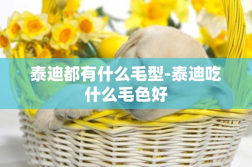 泰迪都有什么毛型-泰迪吃什么毛色好