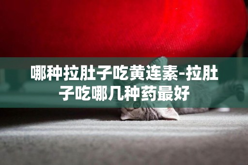 哪種拉肚子吃黃連素-拉肚子吃哪幾種藥最好