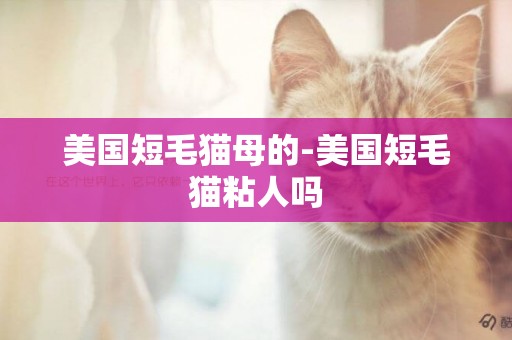 美國短毛貓母的-美國短毛貓粘人嗎