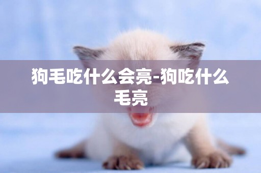狗毛吃什么會亮-狗吃什么毛亮