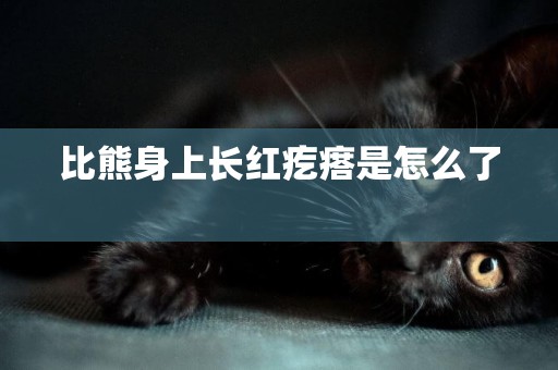 比熊身上長紅疙瘩是怎么了 