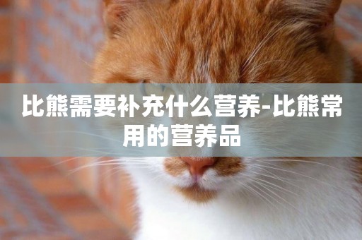 比熊需要補充什么營養-比熊常用的營養品